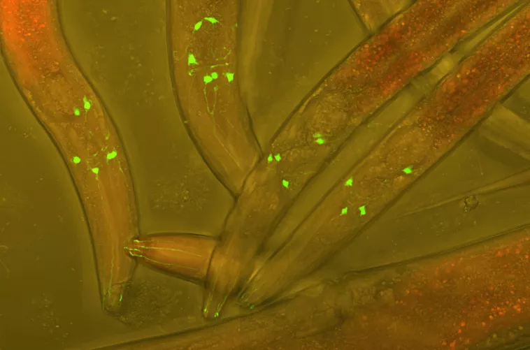 Fonalféregbe juttatott fluoreszkáló protein