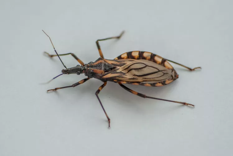 Triatoma brasiliensis