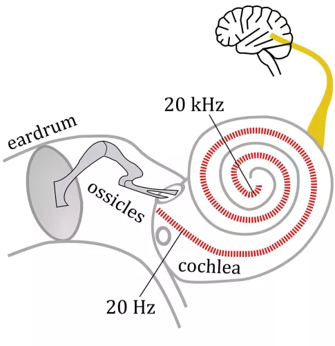 Sematikus ábra a hallószervről