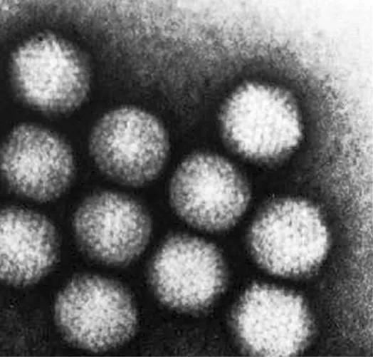 Adenovírusok elektronmikroszkópos képe