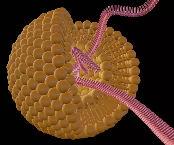 Liposzóma sematikus illusztráció