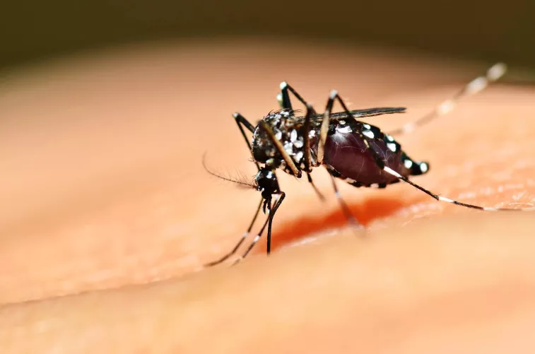 Egyiptomi csípőszúnyog közelről, vérrel telve...