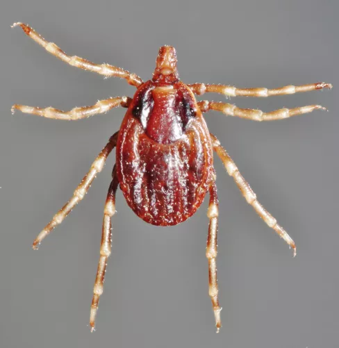 Hyalomma kullancs