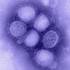 Influenza vírus elektronmikroszkópos képe