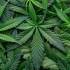 Kannabiszlevelek, marihuána