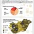 Grafikon – betegek aránya korcsoportonként, influenzaaktivitás vármegyénként