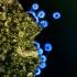 HIV-1 vírusrészecskék T-sejt felületén