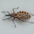 Triatoma brasiliensis