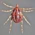 Hyalomma kullancs