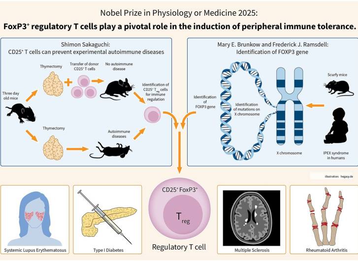 Infografika a regulátor T-sejtek központi szerepéről a perifériás immuntoleranciában