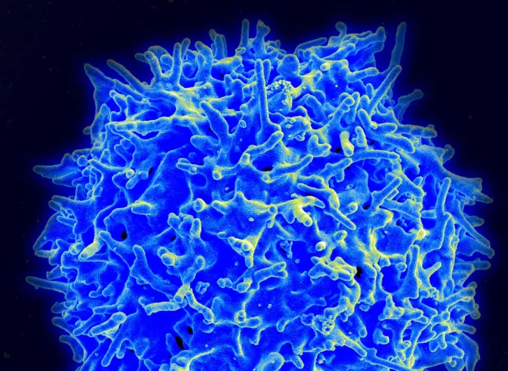 T-sejt elektronmikroszkópos képe