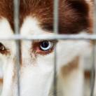 Vizsgálatra várva... (kép: Dmitriy Shironosov, 123rf.com) Kutya (Husky, illusztráció)